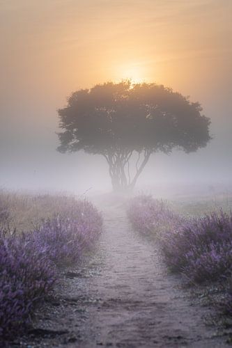 Westerheide  Savanne in de mist