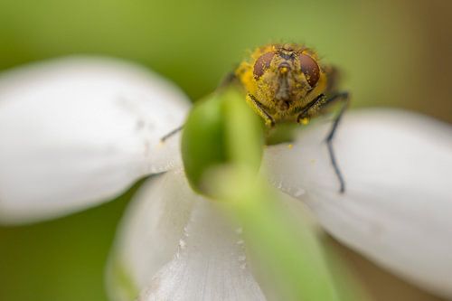 De vlieg en het sneeuwklokje