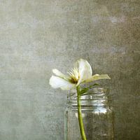 Helleborus