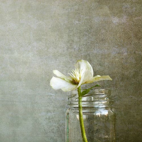 Helleborus