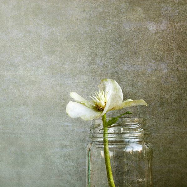 Helleborus by berta drost