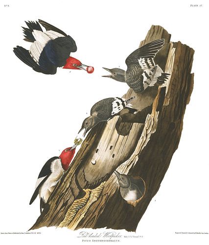 Roodkopspecht