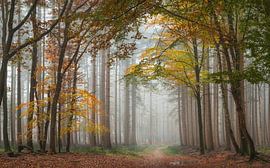 Autumn forest in the fog by Jeroen Schouten