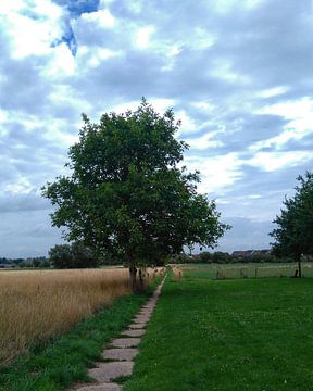Notenboom aan wandelpad tussen de velden. Denderleeuw, België van Deborah Blanc