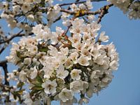 Witte boombloesem