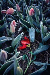 Holländische Tulpe im Frost