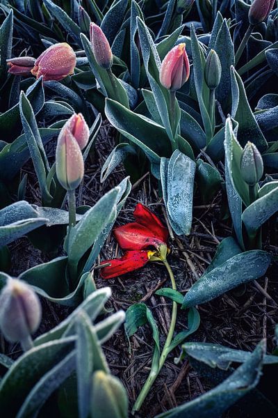 Holländische Tulpe im Frost von Chihong