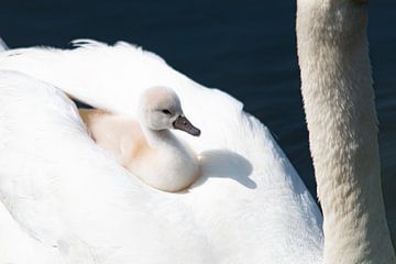 Baby swan by Robinotof