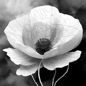 Mohn in Schwarz und Weiß