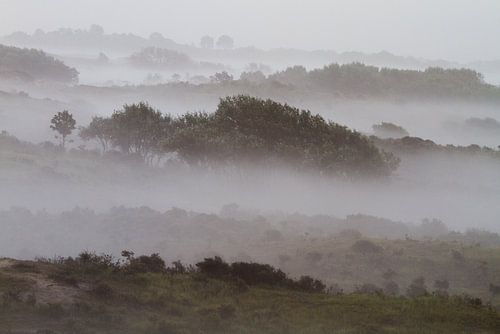 Ochtendmist Hollands Duin