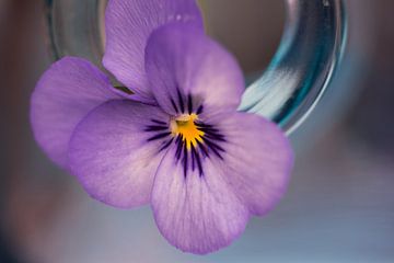 Violette dans un vase incliné sur Saskia Schotanus