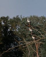 Cigognes à l'affût