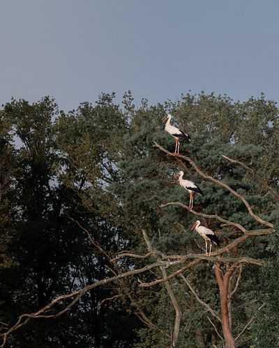 Störche auf der Pirsch