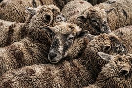Close-Up of a Woolly Sheep Flock by Markus Gann