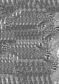 Deuren naar oneindig van Wouter Springer