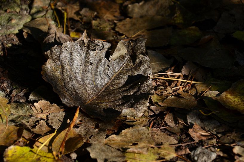 Herfst-blad van Leo Huijzer