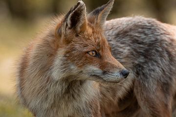 Portrait fox by Steffie van der Putten