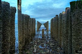 Seegurte mit Seepocken