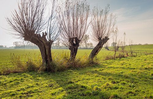 Drie oude knotwilgen op een rij