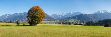 Alleinstehender Baum im Herbst, Ostallgäu, Bayern, Deutschland von Markus Lange
