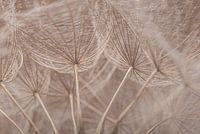 From the inside of a tragopogon