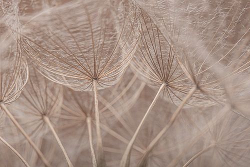 Vanuit de binnenkant van een morgenster