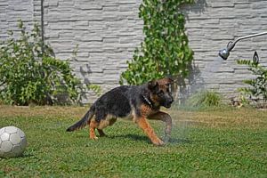 Schäferhündin (Welpe) beim Spiel mit Wasser vom Gartenschlauch