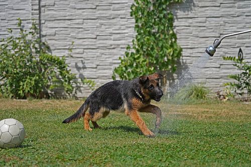 Schapenhond (puppy) speelt met water uit de tuinslang