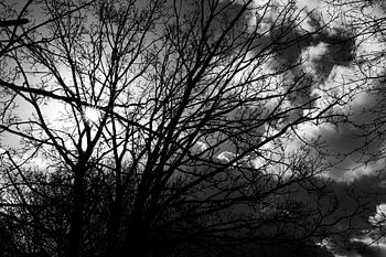 Silhouette in Solitude