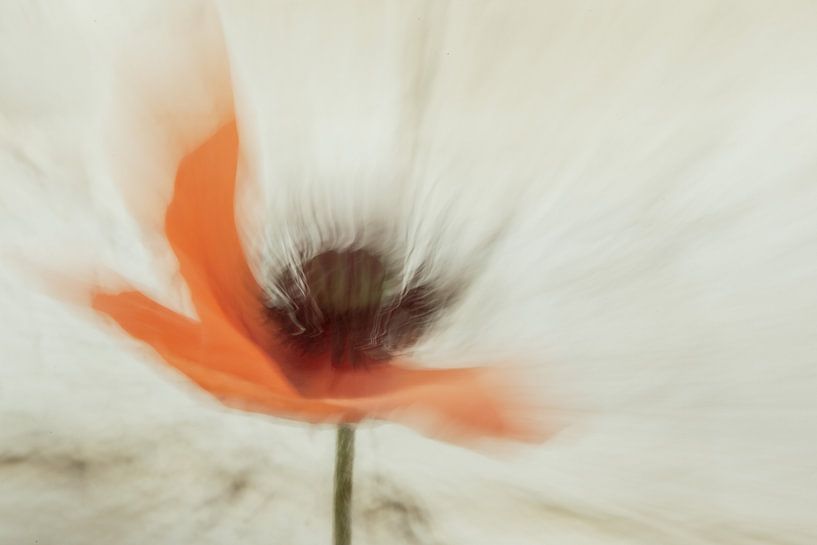 Flower... by willie smink