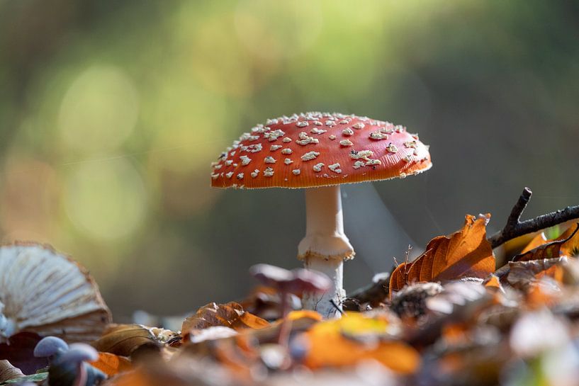 champignon blanc rouge par Janny Beimers