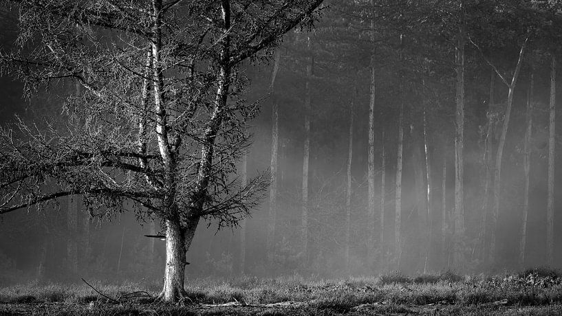 Beautiful atmospheric landscape by Jan Linskens