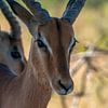 Kruger Park, Impala van Peter van Bergeijk
