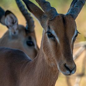 Kruger Park, Impala van Peter van Bergeijk