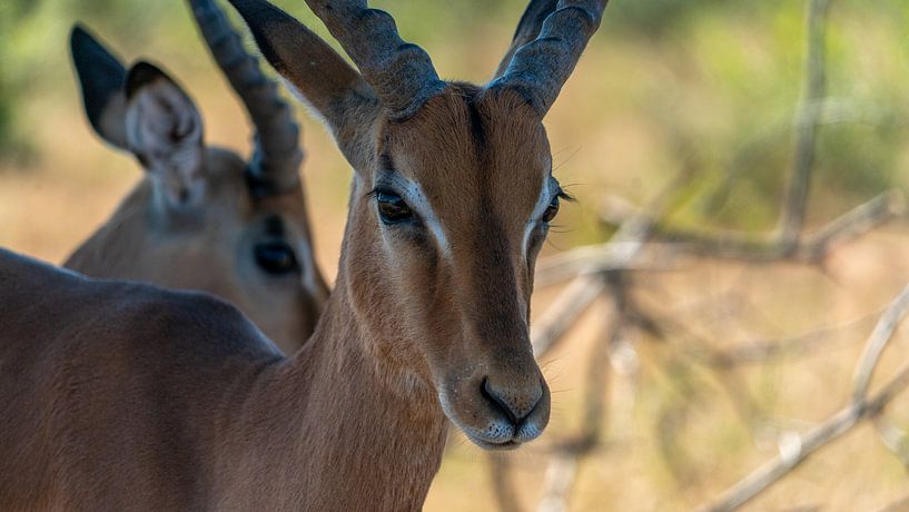 Parc Kruger, Impala par Peter van Bergeijk