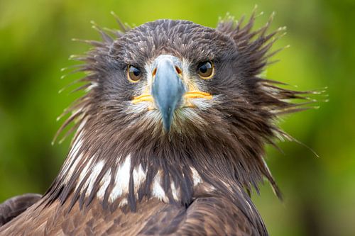 Boze Zeearend kijkt recht in de lens