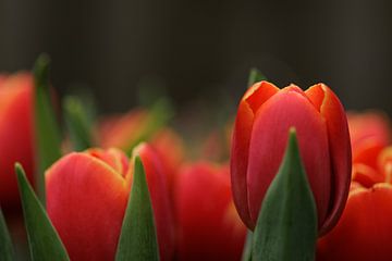 Tulpen von Tessa Heijmer