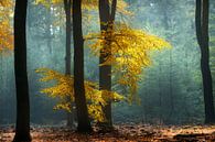 Hêtre contre pin (Forêt d'automne néerlandaise) par Kees van Dongen Aperçu