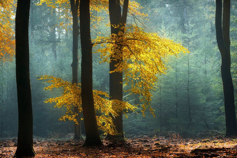 Hêtre contre pin (Forêt d'automne néerlandaise) par Kees van Dongen