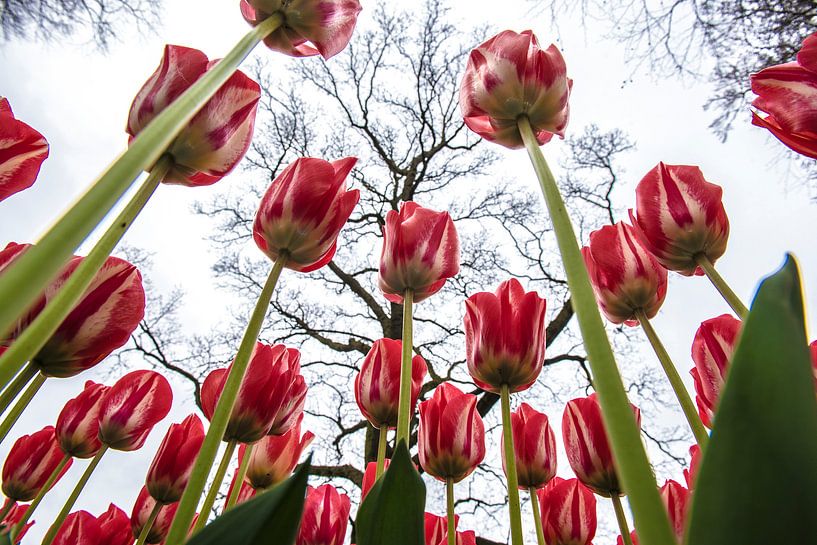 Tulpen by Michel Groen