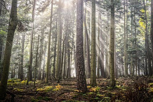 Bos met zonneharp in de herfst in de Vogezen