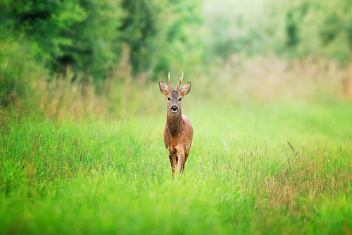 Rehbock auf der Sommerwiese
