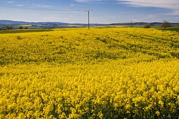 Koolzaadveld in bloei op een zonnige lentedag van David Esser