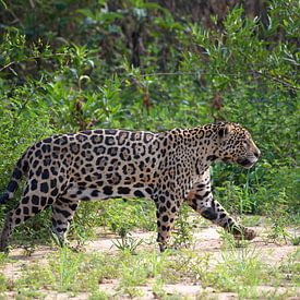 Jaguar hunting, Pantanal, Brazil by Rini Kools