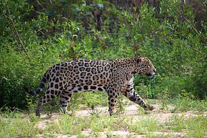 Chasse au jaguar, Pantanal, Brésil