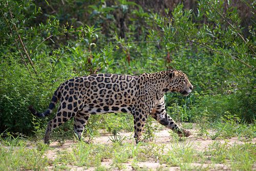 Jaguar hunting, Pantanal, Brazil