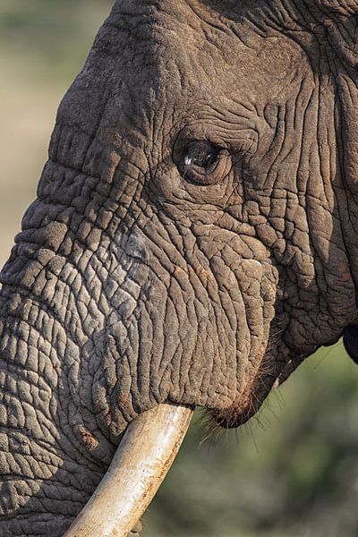African elephant (Loxodonta africana) by Dirk Rüter