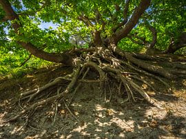 Tree with roots