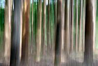 Arbres