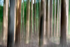 Arbres sur Liesbeth van Herten
